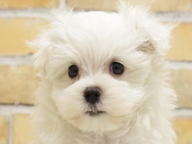 広島県のマルチーズ (ペッツワン広島LECT店/2024年2月25日生まれ/男の子/ホワイト)の子犬